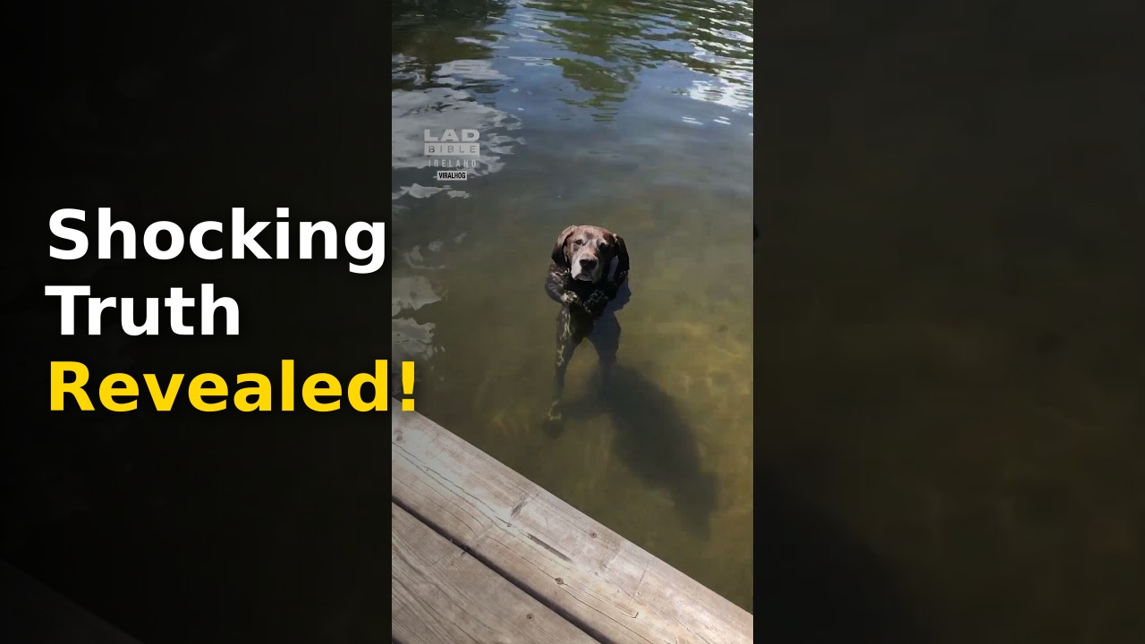 canine swimming