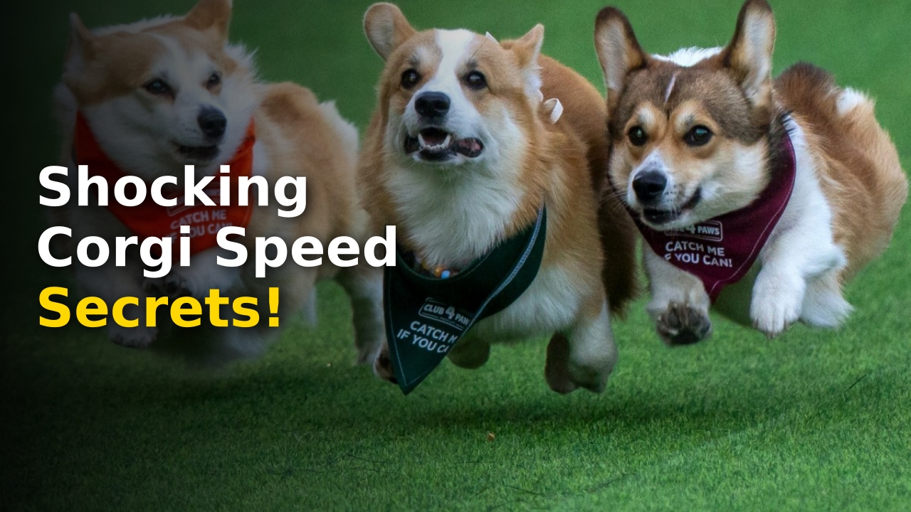 Corgi Race
