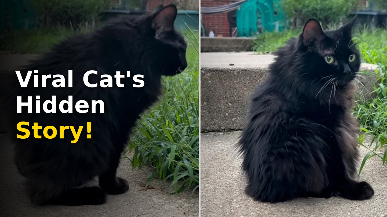 Meemers cat