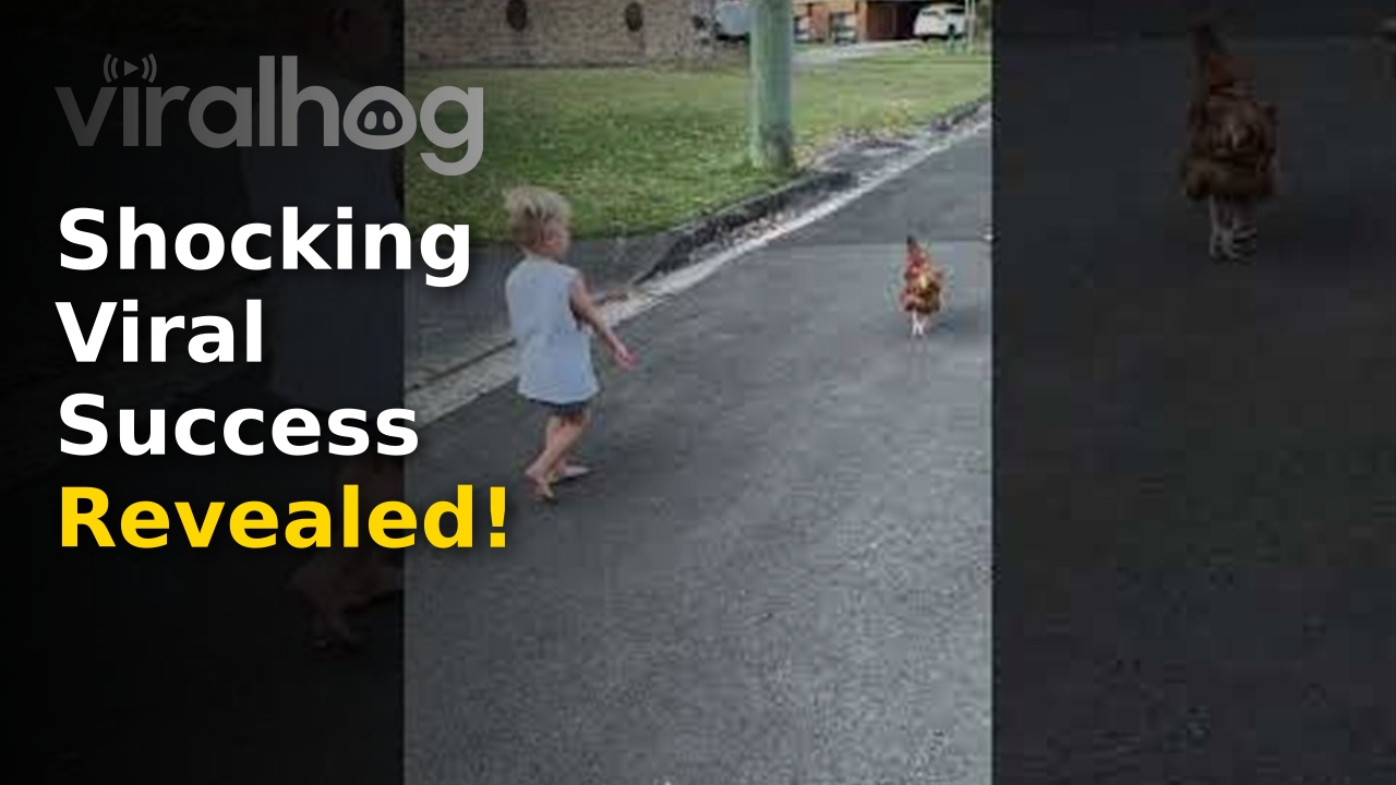 The chicken dad joke going viral across global social media platforms