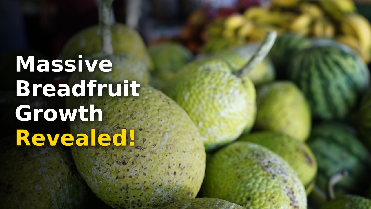 The future of Hawaiʻi breadfruit production and sustainable farming across the islands