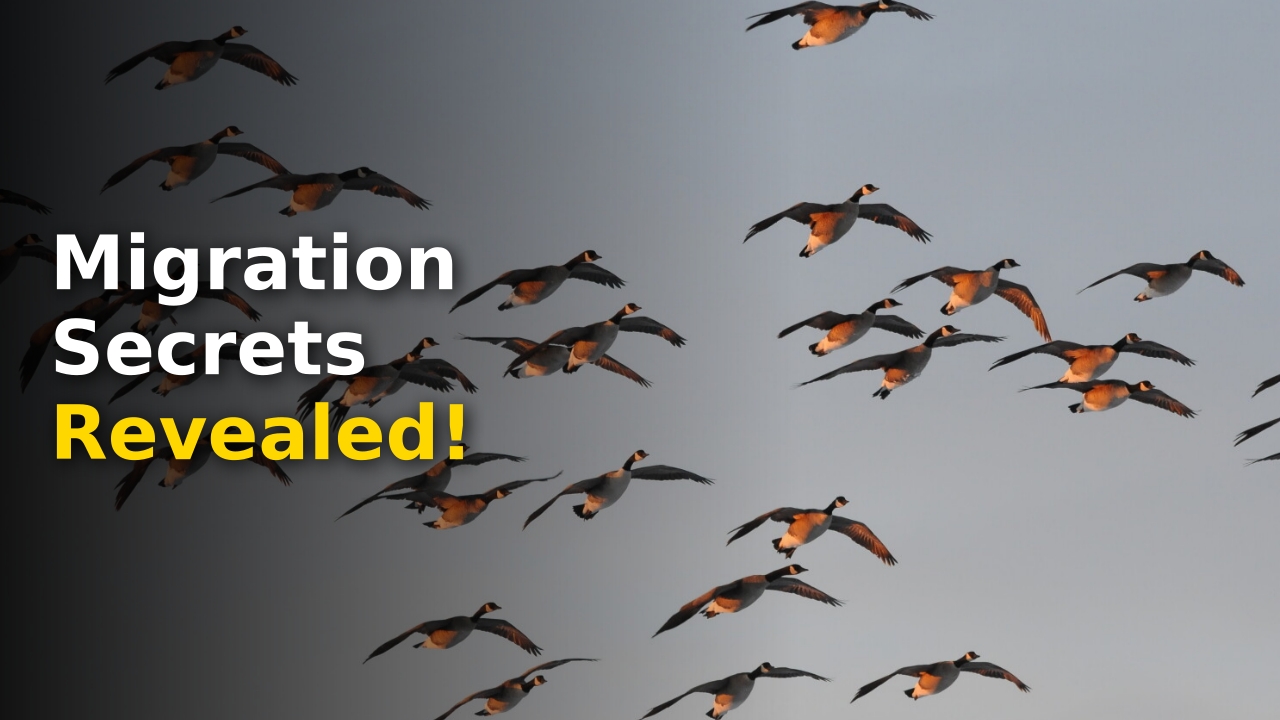 Flock of ducks migrating during the changing waterfowl migration